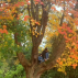 L'automne