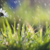 Printemps