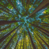 Forêt